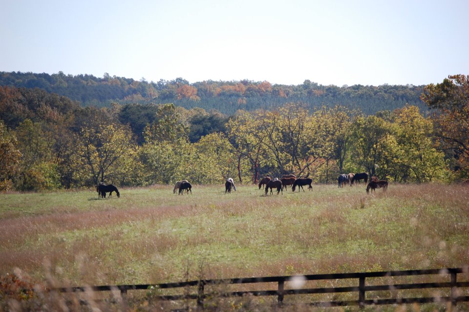 View of the herd from the driveway